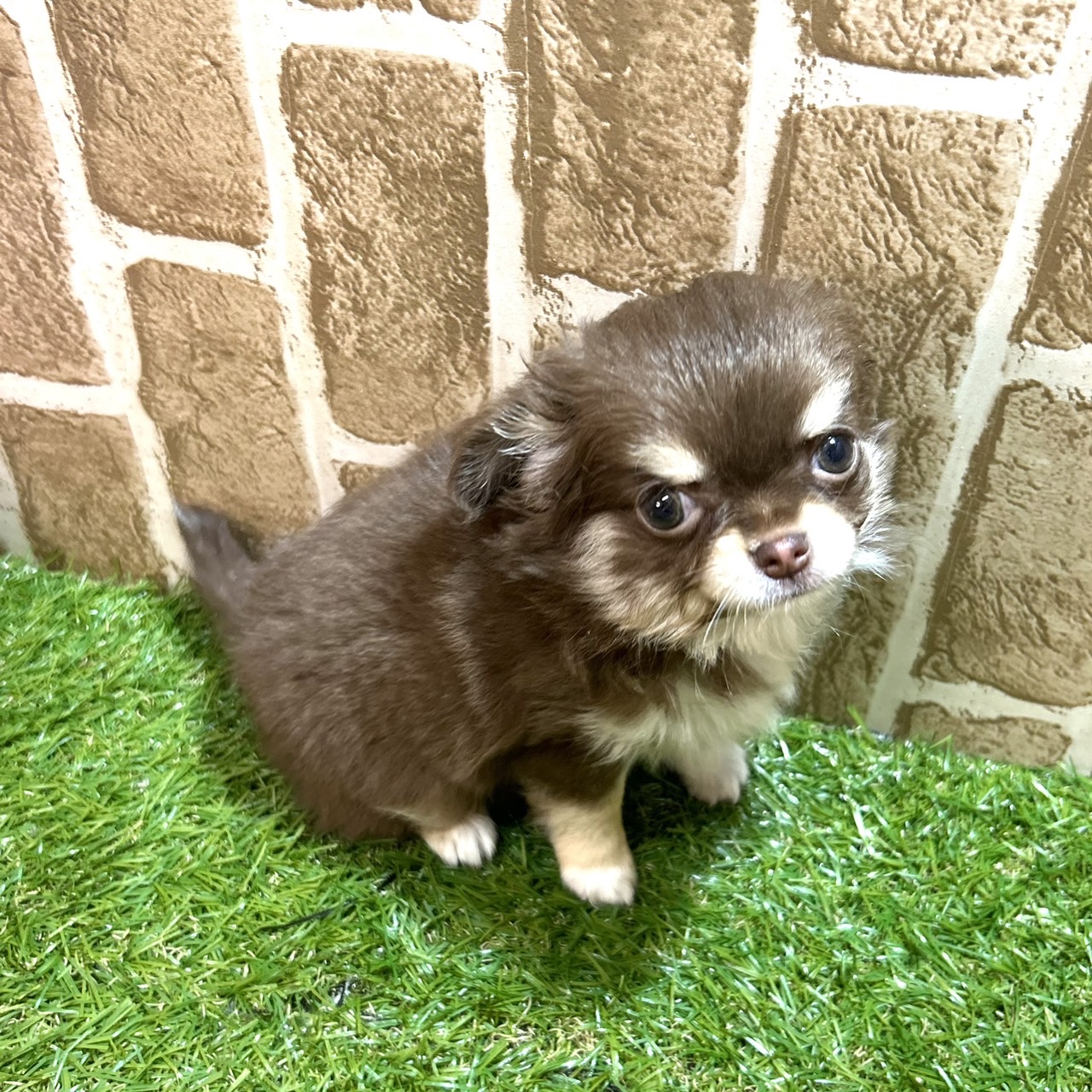 ♡NewFace♡プリティ～チワワちゃん🐶💕ペットショップ犬の家猫の里